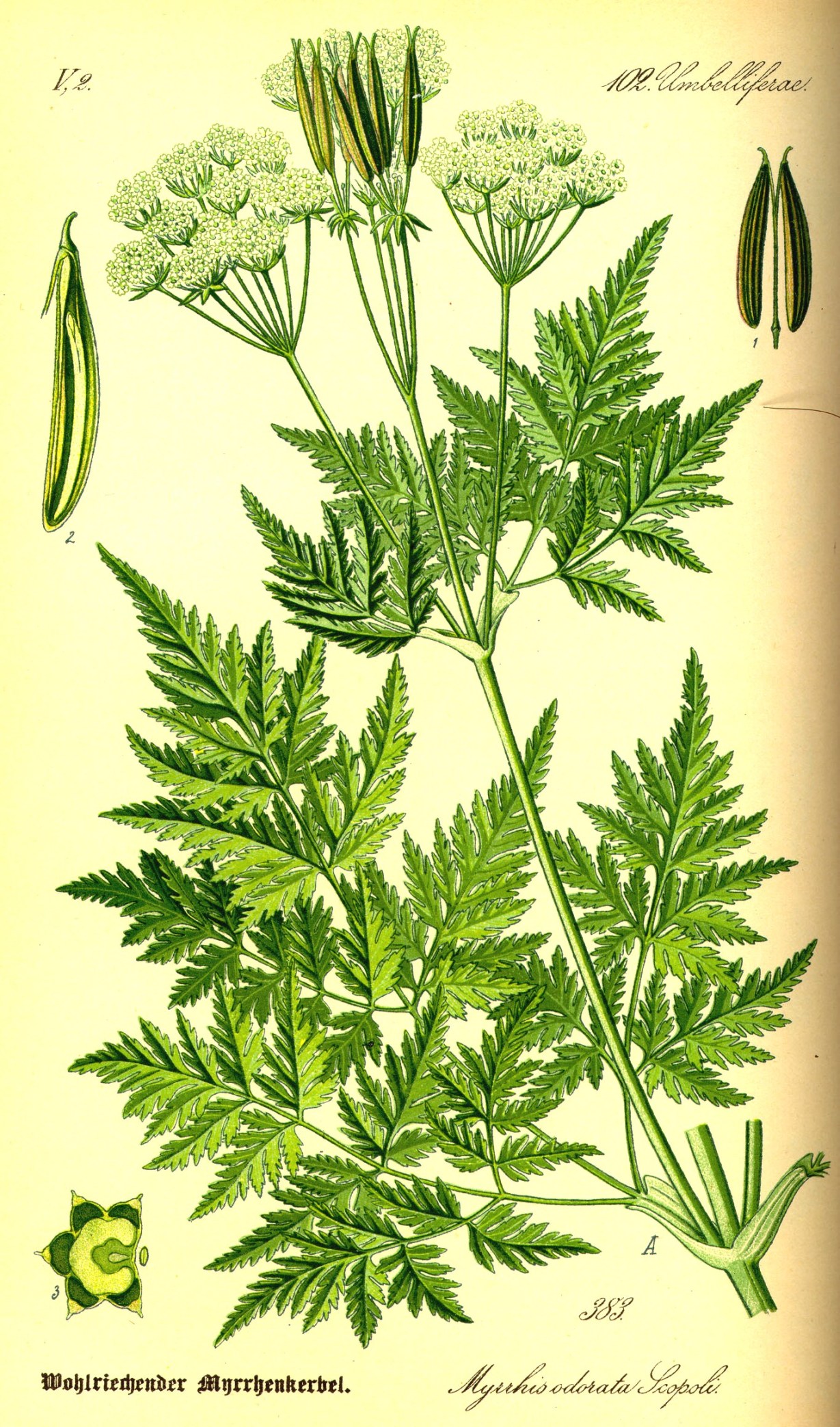 Semi Di Finocchiella (Myrrhis Odorata) - Circa 20 Semi - Pianta Aromatica Selvatica Dal Sapore Di Liquirizia - Magic Garden Seeds