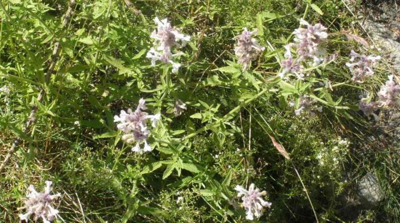 Nepeta nepetella