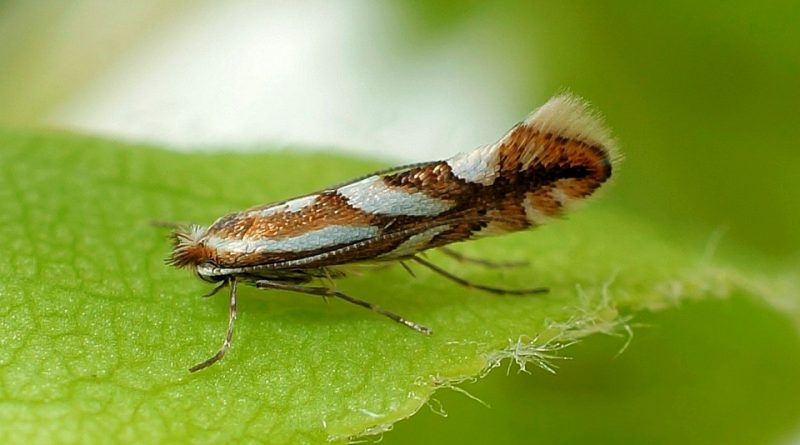 Phyllonorycter blancardella