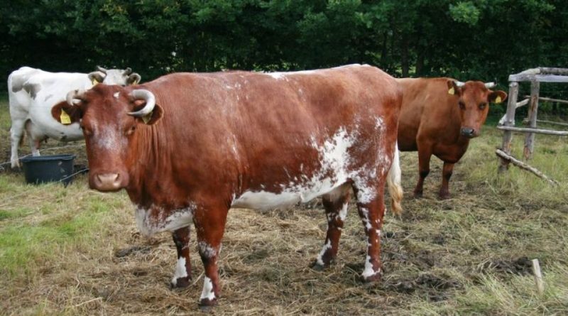 Shorthorn Danese