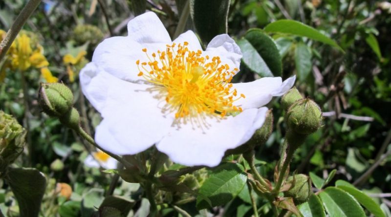 Rosa sempervirens