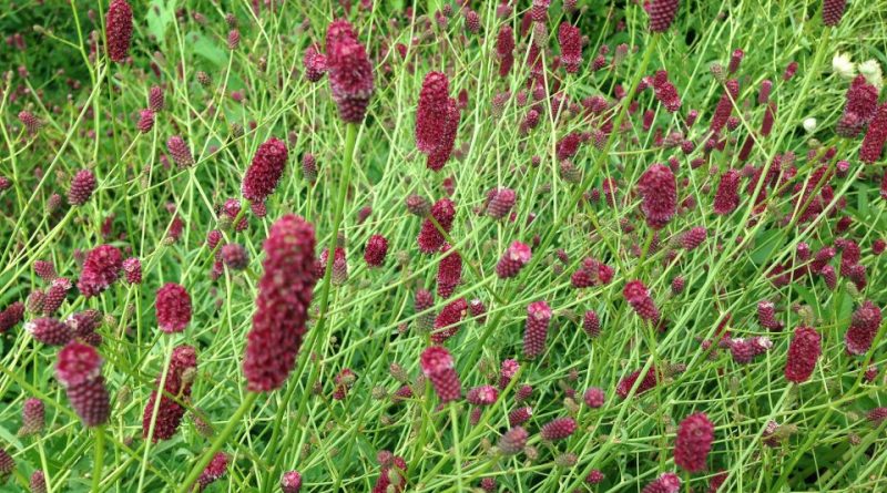 Sanguisorba officinalis