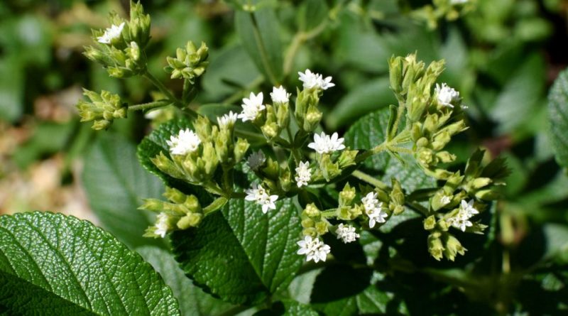 Stevia rebaudiana