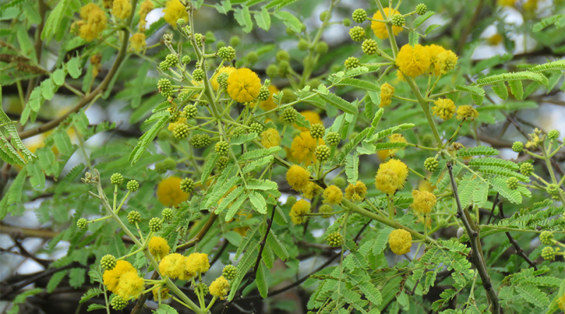 Acacia nilotica