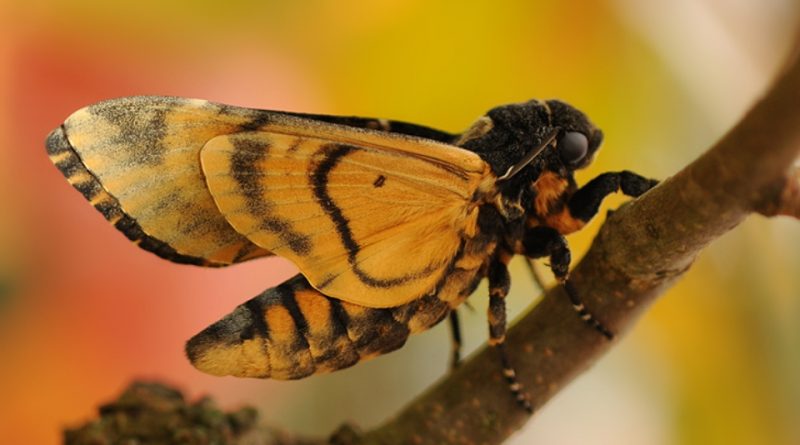 Acherontia atropos