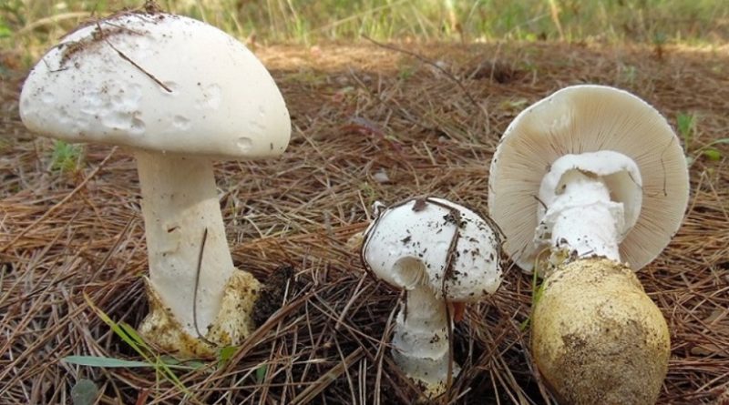 Amanita proxima