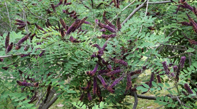 Amorpha fruticosa