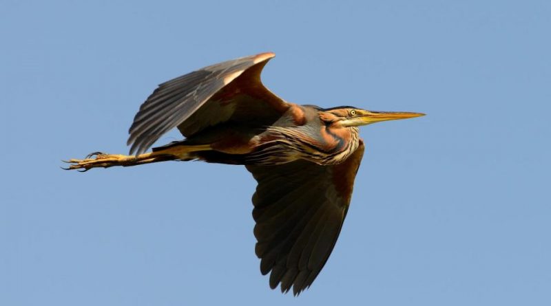 Ardea purpurea