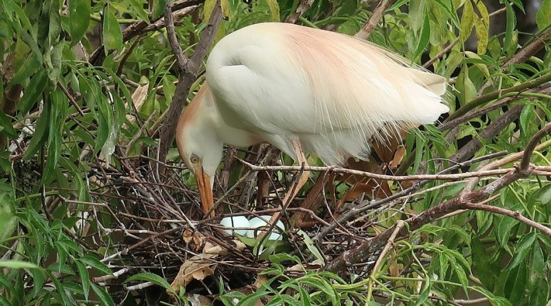 Bubulcus ibis