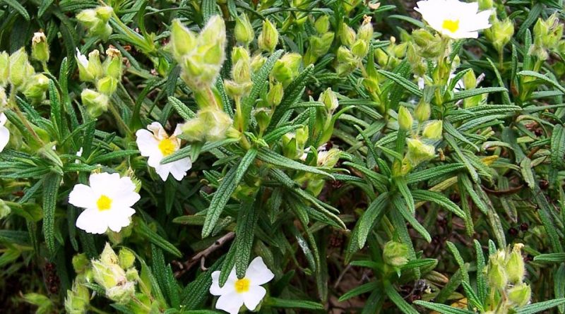 Cistus monspeliensis