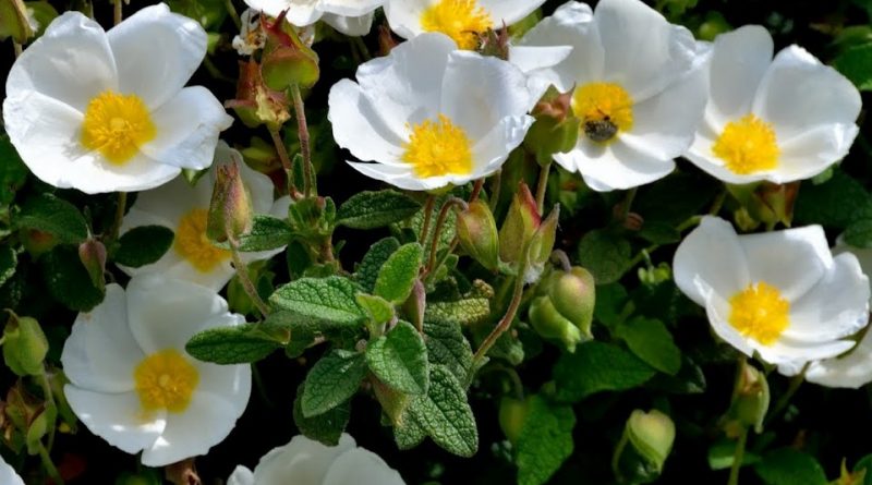 Cistus salviifolius