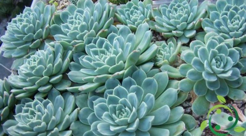 Come coltivare l’Echeveria