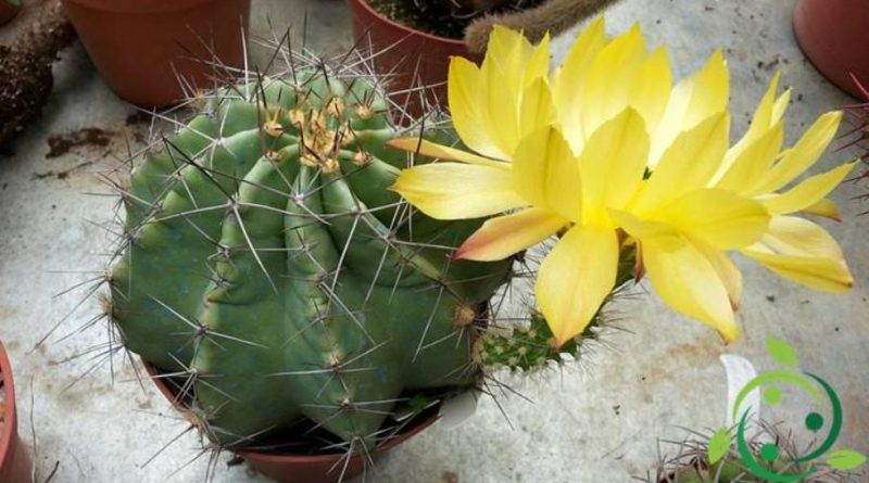 Come coltivare l’Echinocereus