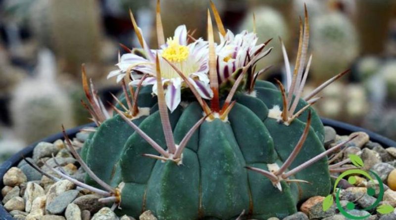 Come coltivare l’Echinofossulocactus