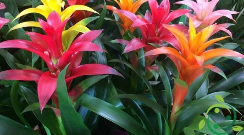 Come coltivare la Guzmania