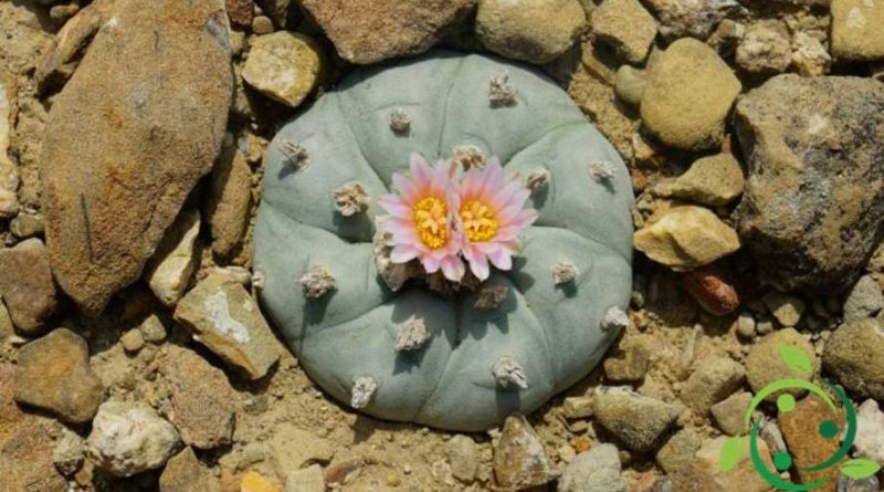 Come coltivare la Lophophora