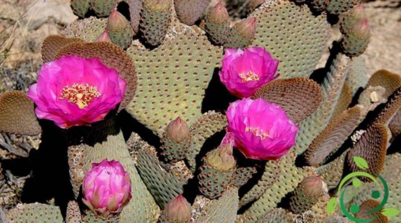 Come coltivare l’Opuntia