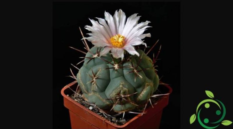 Come coltivare la Thelocactus