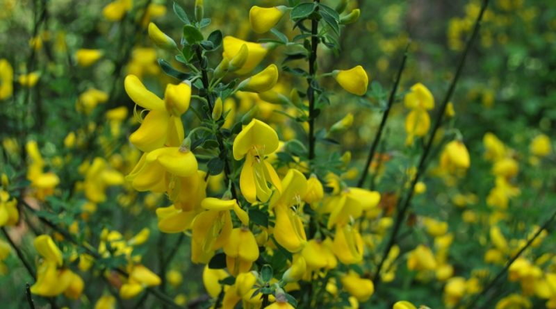 Cytisus scoparius