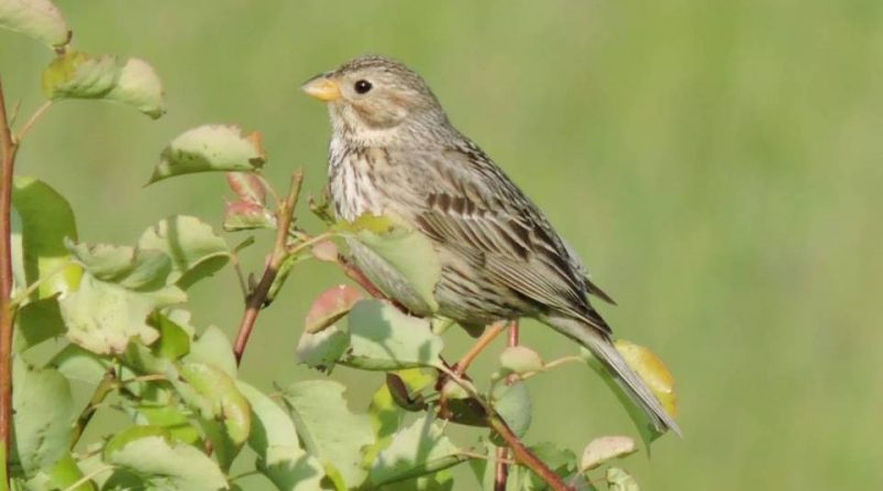 : Sistematica, Habitat, Biologia, Ruolo Ecologico ...