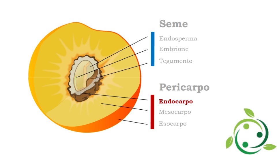 Endocarp definition, meaning, morphology, characteristics