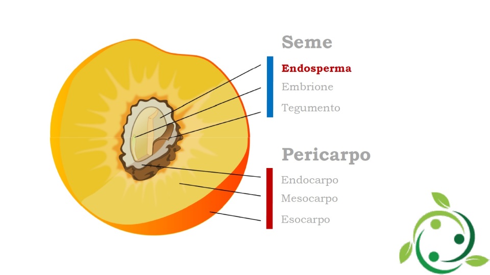 Endospermo Definición Significado Génesis Funciones 9628