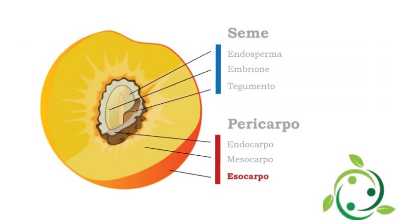 Esocarpo