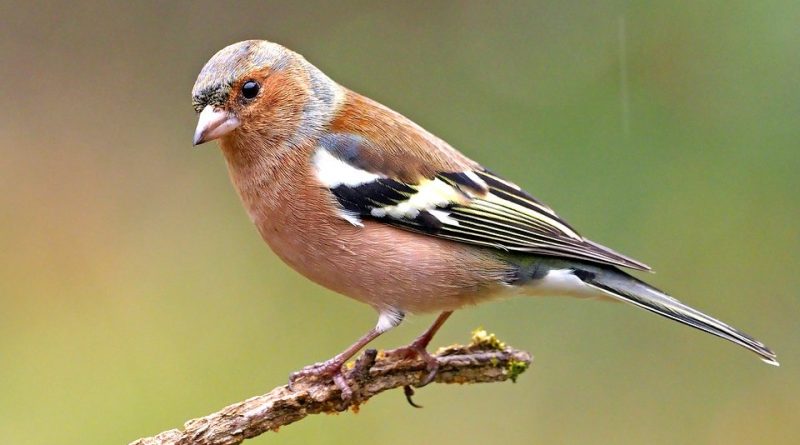 Fringilla coelebs