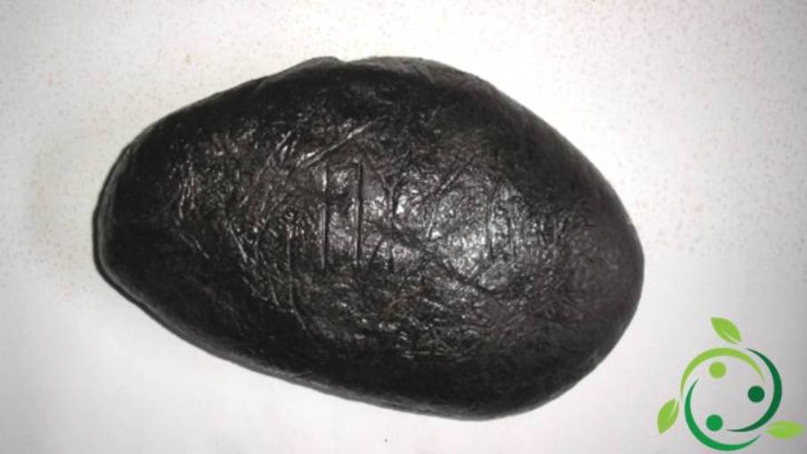 Labdanum: Legends, history, extraction in nature, properties, uses