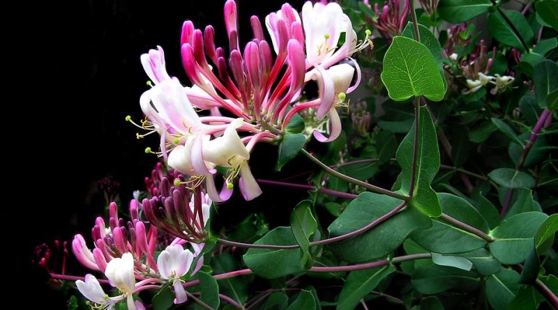 Lonicera caprifolium