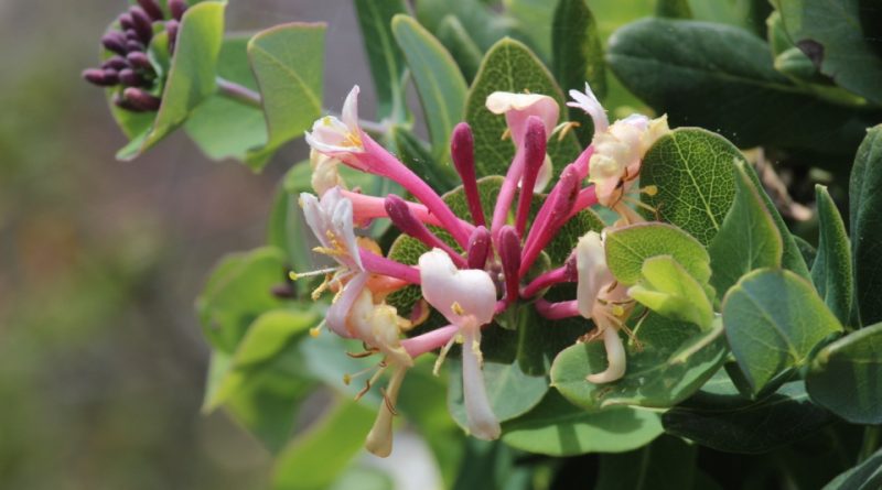 Lonicera implexa