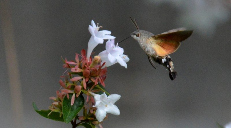 Macroglossum stellatarum