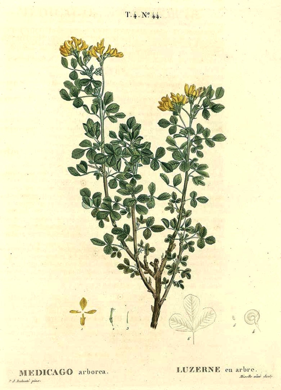 Medicago arborea Systematics, Etymology, Habitat, Cultivation
