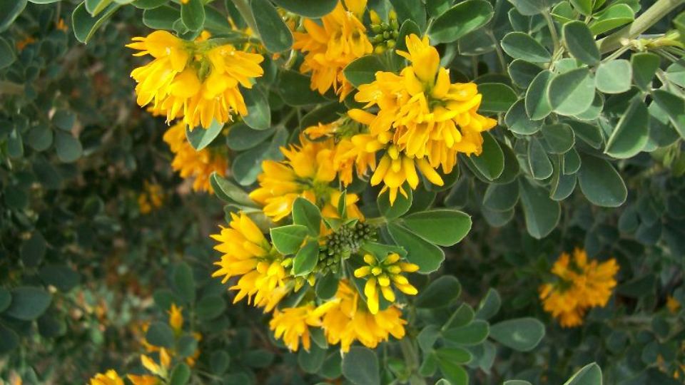 Medicago arborea Systematics, Etymology, Habitat, Cultivation