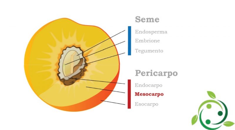 Mesocarpo