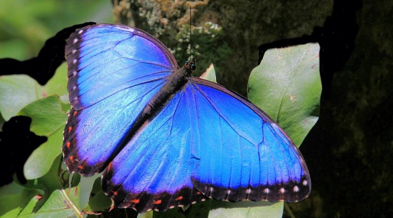 Morpho menelaus