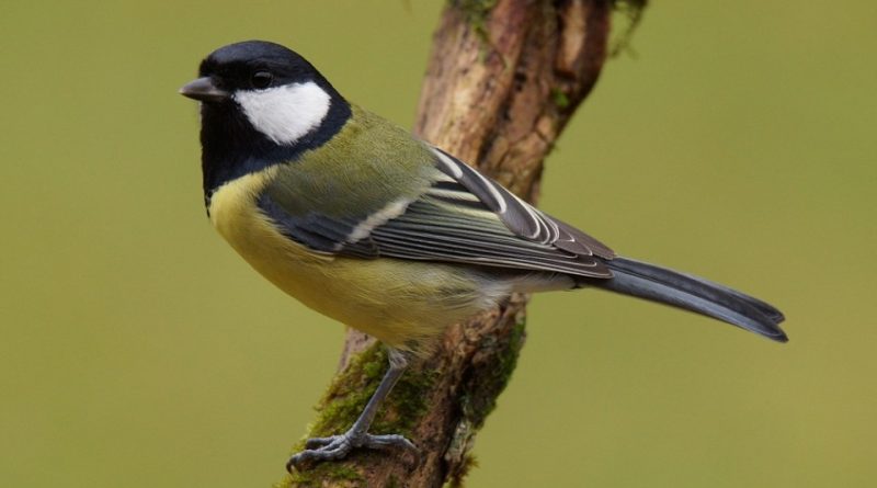 Parus major