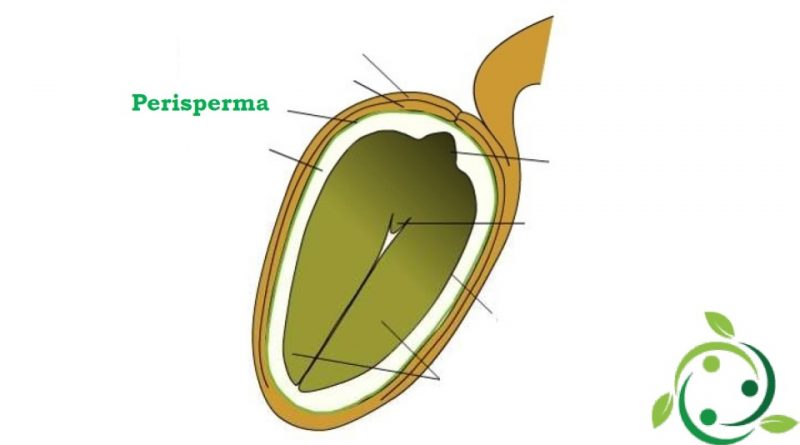 Perisperma