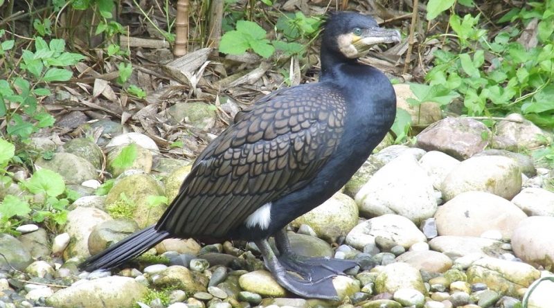 Phalacrocorax carbo