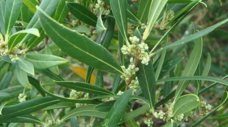 Phillyrea angustifolia