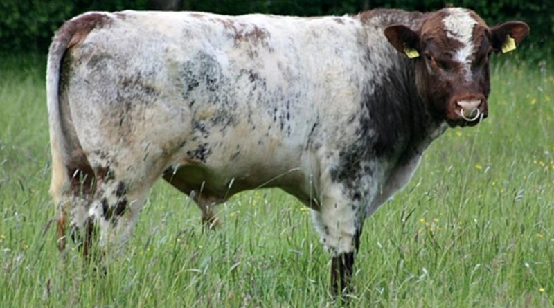 Shorthorn Tedesca