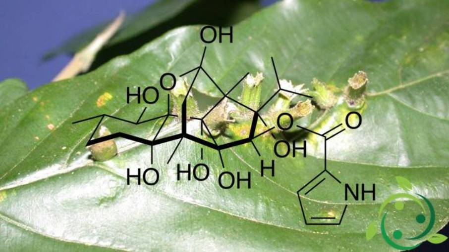 Ryanodine: uses, mechanism of action, occurrence in nature ...