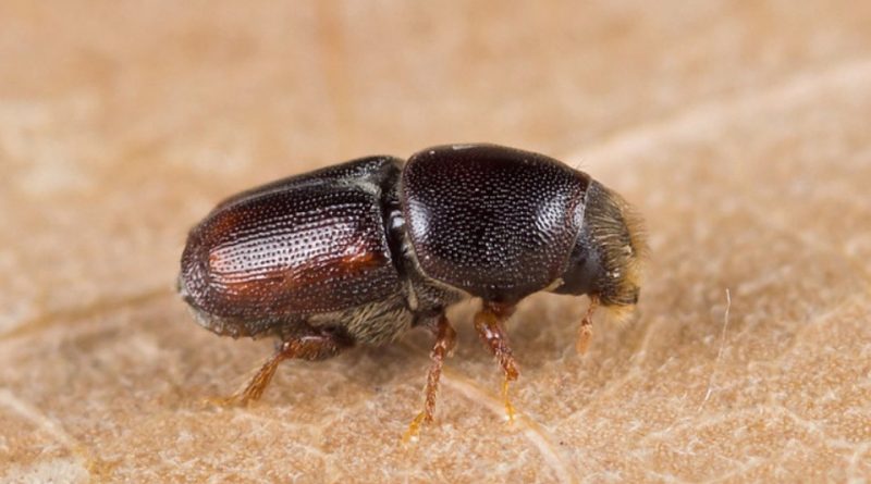 Scolytus multistriatus