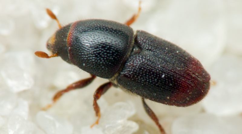 Scolytus rugulosus