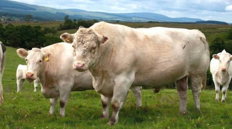 Shorthorn Whitebred