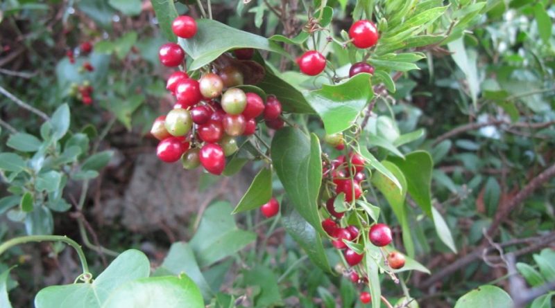 Smilax aspera