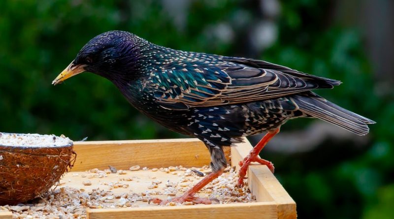 Sturnus vulgaris