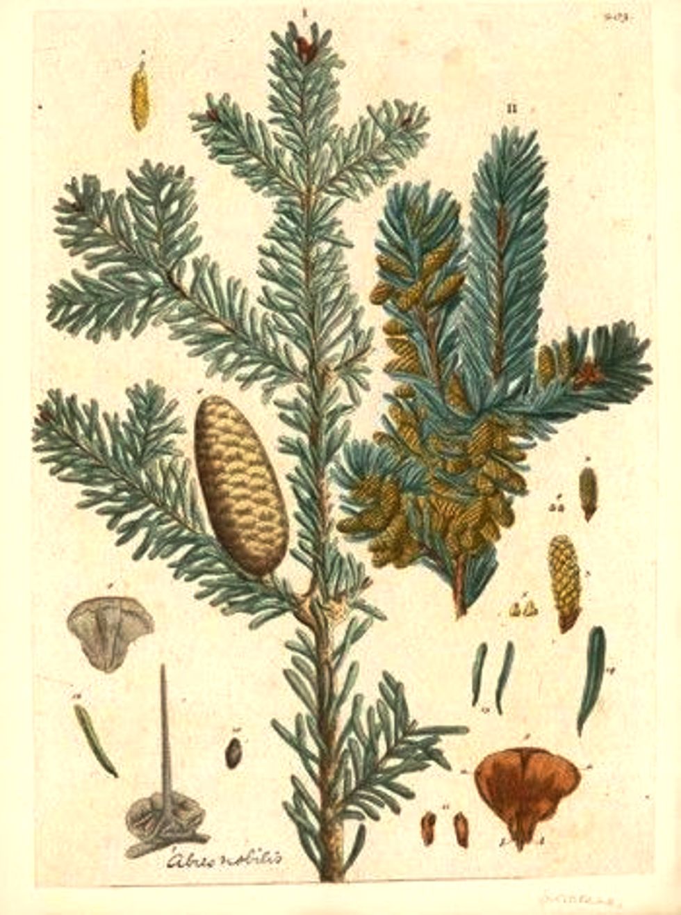 Пихта Сибирская Abies sibirica гербарий