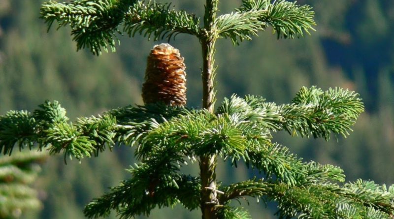 Abies amabilis