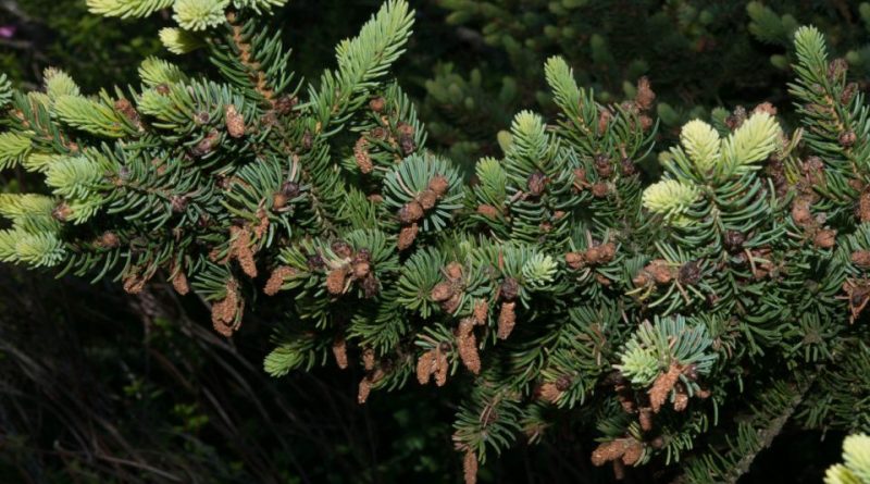 Abies balsamea